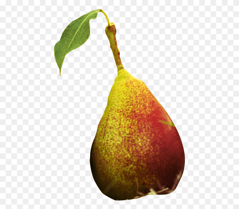 461x676 Natural Foods, Plant, Pear, Fruit HD PNG Download