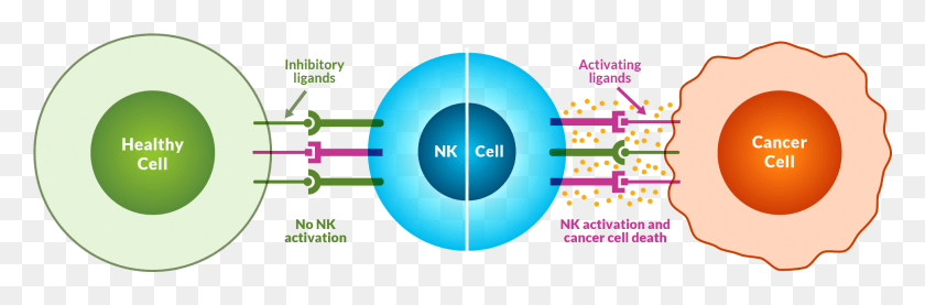 1941x540 Natural Killer Cells Image Cell, Diagram, Plot HD PNG Download