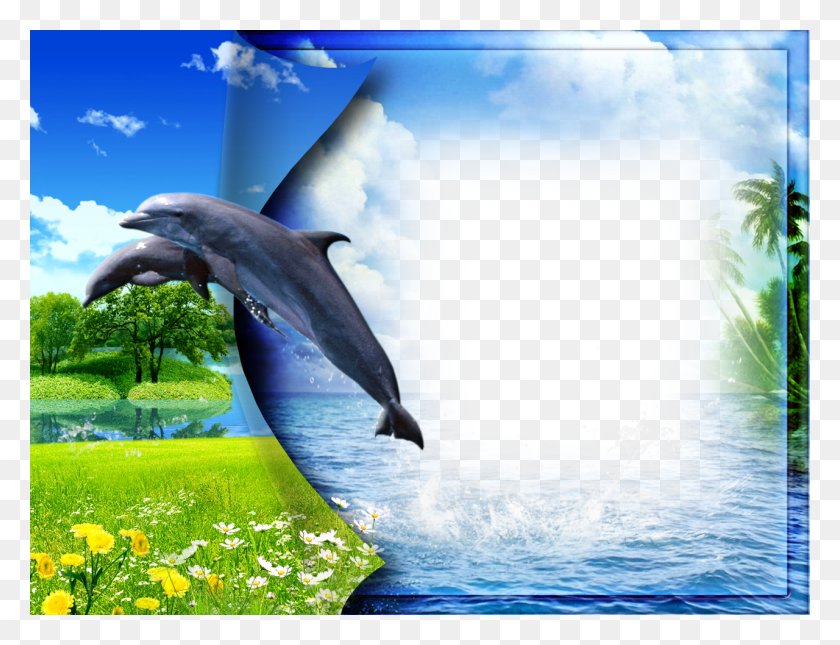 1280x960 Природная Фоторамка, Дельфин, Млекопитающее, Морская Жизнь Hd Png Скачать
