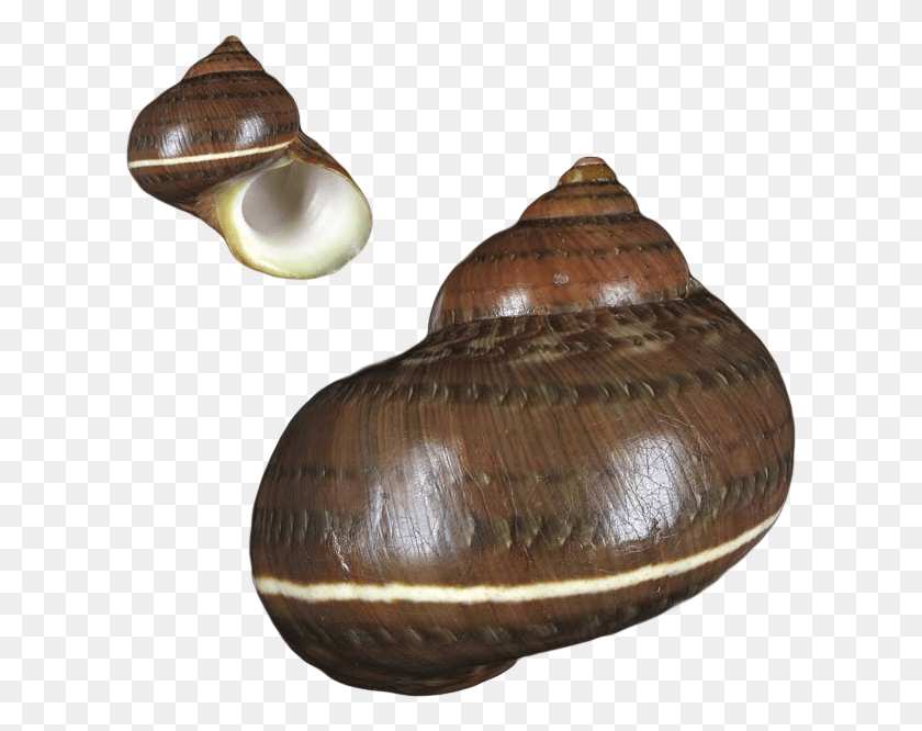 613x606 Natural Sea Shells Krabitat Clam, Invertebrate, Animal, Lamp HD PNG Download
