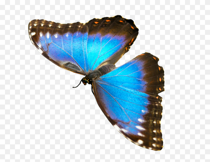 929x720 Nature Animal, Insect, Invertebrate, Butterfly PNG