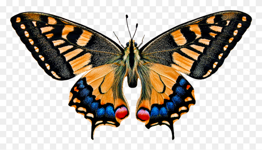 932x504 Nature Animals Butterfly Insect Flying Wing Probe Gambar Hewan Kupu Kupu, Invertebrate, Animal, Monarch HD PNG Download