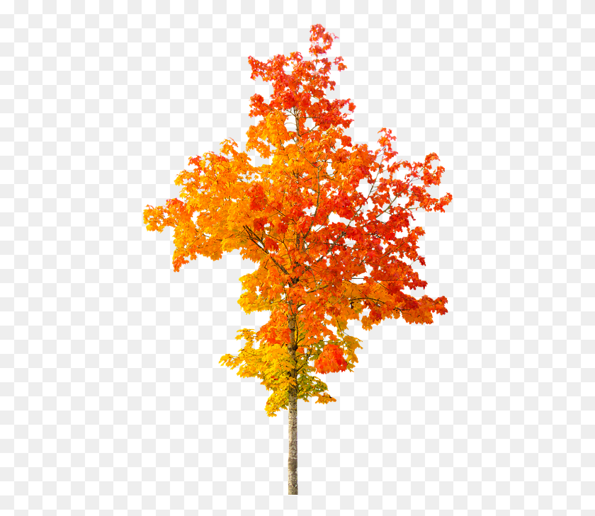 442x669 Nature Autumn Tree Fall Foliage Leaves Golden Fall Tree Free, Plant, Maple, Leaf HD PNG Download