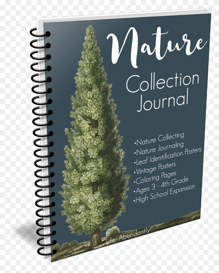 836x1061 Nature Collection, Tree, Plant, Ornament HD PNG Download