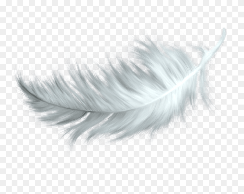 800x624 Nature Feathers Bird Feather White, Chicken, Poultry, Fowl HD PNG Download