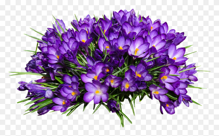 923x548 Nature Flower Crocus Isolated Spring Purple Krokusy Grafiki, Plant, Blossom, Petal HD PNG Download