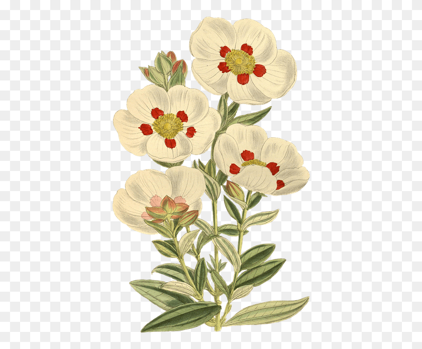 398x634 Nature Flower Leaf Plant Isolated Vintage Blossom Labdanum Botanical, Floral Design, Pattern, Graphics HD PNG Download