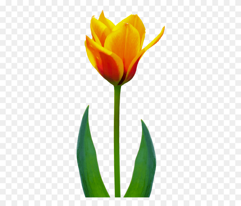 315x660 Природа Цветок Растение Тюльпан Цветы Весна Sprenger39S Тюльпан, Цветение Hd Png Скачать