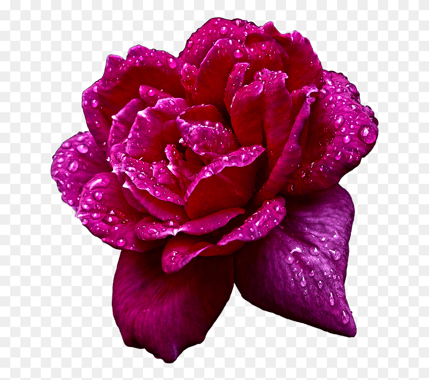 649x684 Природа Цветок Роза Сад Капли Воды Гибрид Чайная Роза, Растение, Цветение, Лепесток Hd Png Скачать