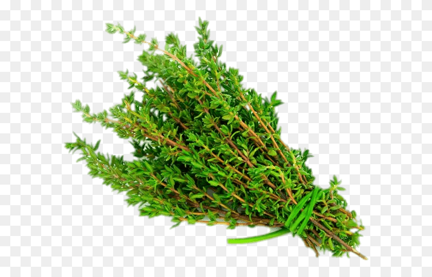 596x480 Nature Herbs Thyme Plant In Malayalam, Moss, Bush, Vegetation HD PNG Download