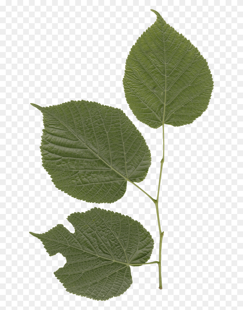 643x1012 Nature Leaves American Aspen, Leaf, Plant, Veins HD PNG Download