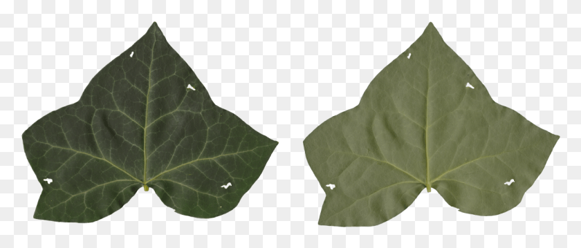 1118x429 Природа Листья Кленовый Лист, Лист, Растение, Дерево Hd Png Скачать