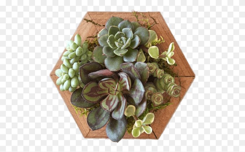 506x461 Nature Succulent Plant, Accessories HD PNG Download