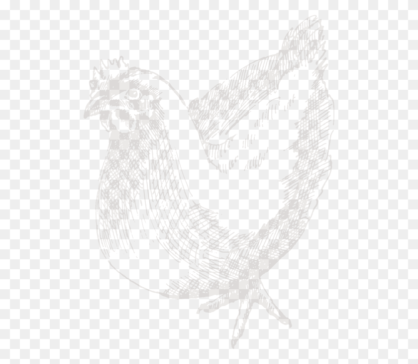 504x670 Nav Chicken Sketch, Poultry, Fowl, Bird HD PNG Download
