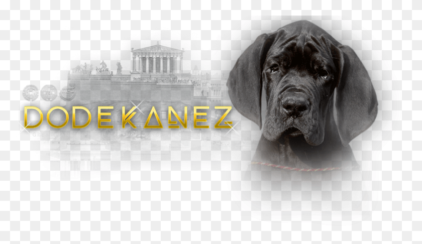 855x467 Neapolitan Mastiff, Great Dane, Dog, Pet HD PNG Download