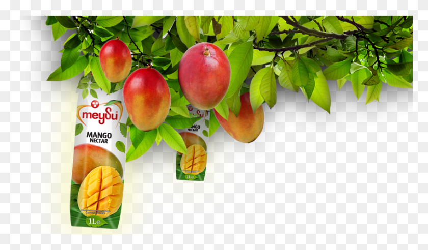 849x471 Descargar Png / Nectarinas, Manzana, Fruta, Planta Hd Png
