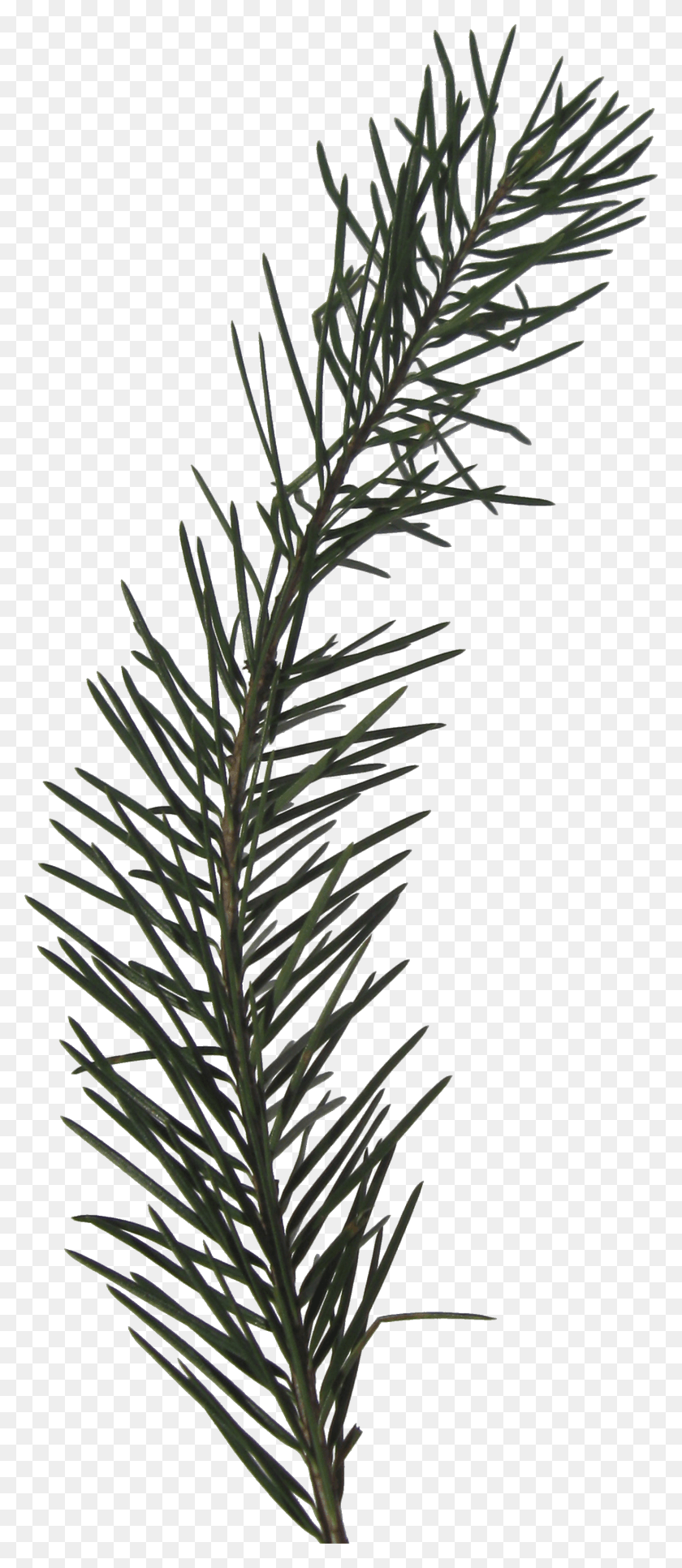1482x3558 Need More Inspiration Evergreen Sprig Transparent, Tree, Plant, Fir HD PNG Download