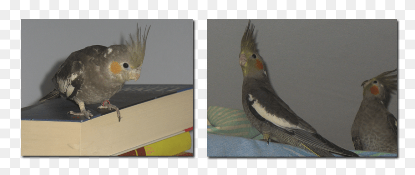 856x323 Neitokakadu Alikehittynyt Cockatiel, Bird, Animal, Parrot HD PNG Download