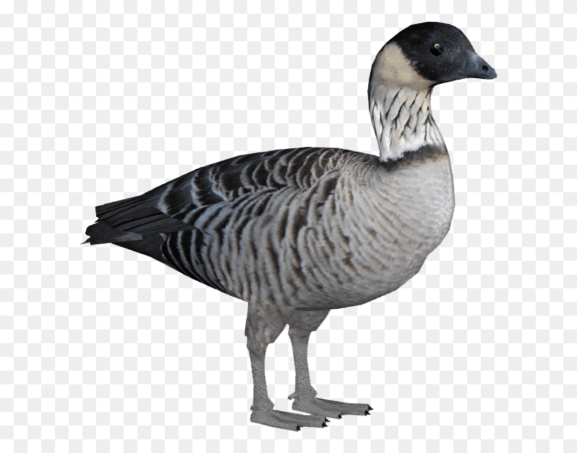 609x600 Nene Bird, Animal, Goose, Waterfowl HD PNG Download