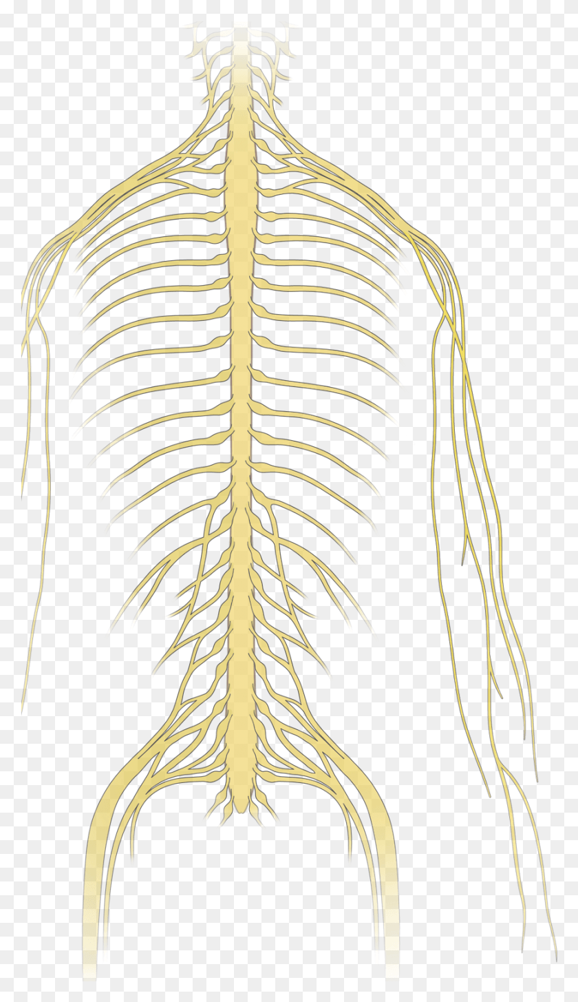 869x1555 Neoplastic Epidural Spinal Cord Compression Drawing, Zebra, Wildlife, Mammal HD PNG Download
