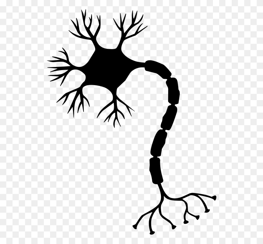 542x720 Nerve Cell Neuron Brain Neurons Nervous System Peripheral Nervous System Clipart, Gray, World Of Warcraft HD PNG Download