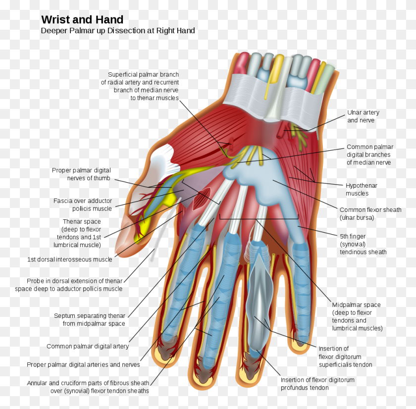 987x970 Nerves And Muscles In The Hand Wrist And Hand, Clothing, Apparel, Glove HD PNG Download