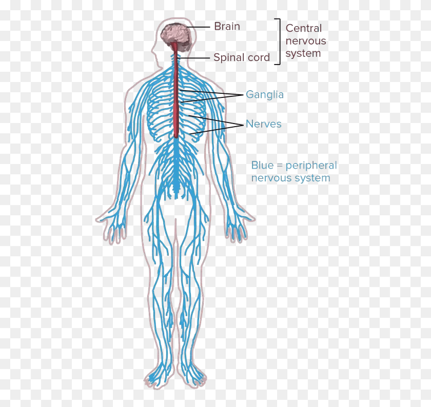 476x734 Nerves Clipart Human Body Cell Nervous System Drawing Simple, Skeleton HD PNG Download