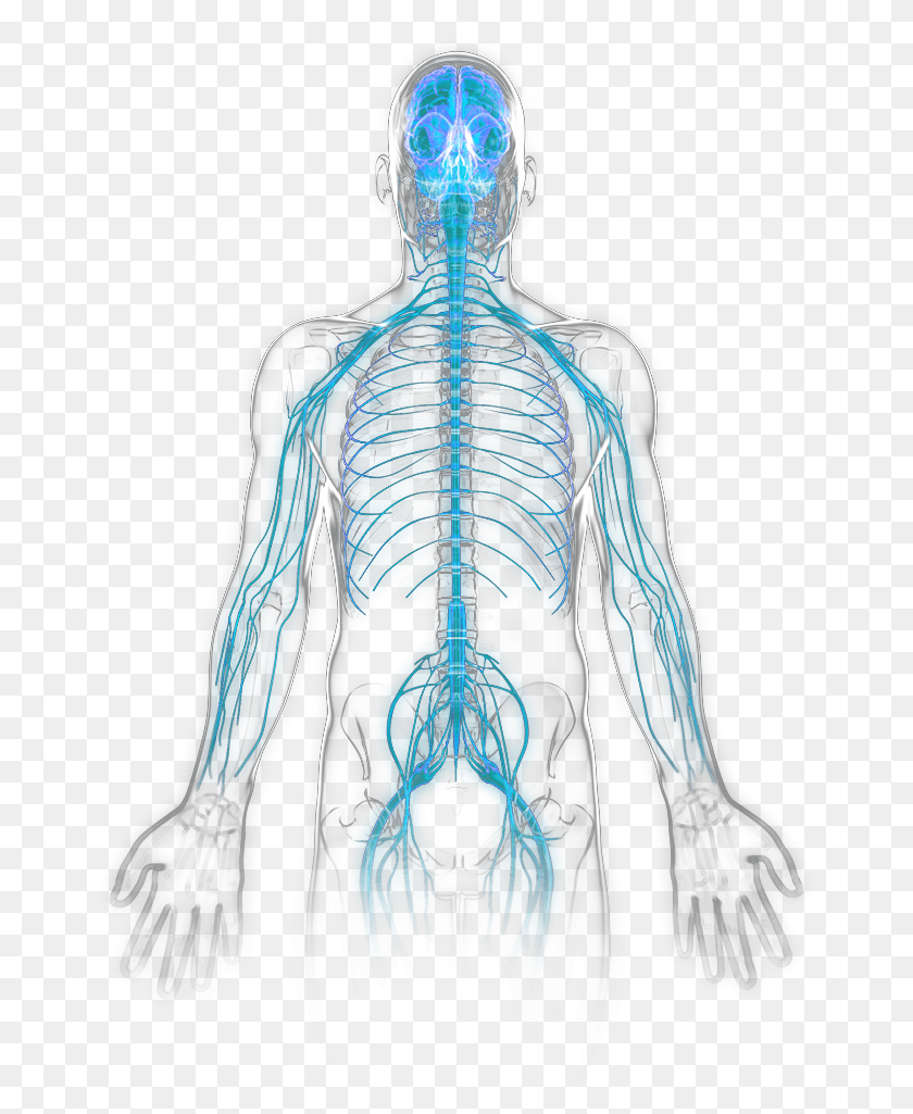 663x965 Нервная Система Становится Активной Иллюстрацией, Рентген, Компьютерная Томография, Рентгеновская Пленка С Медицинской Визуализацией Hd Png Скачать
