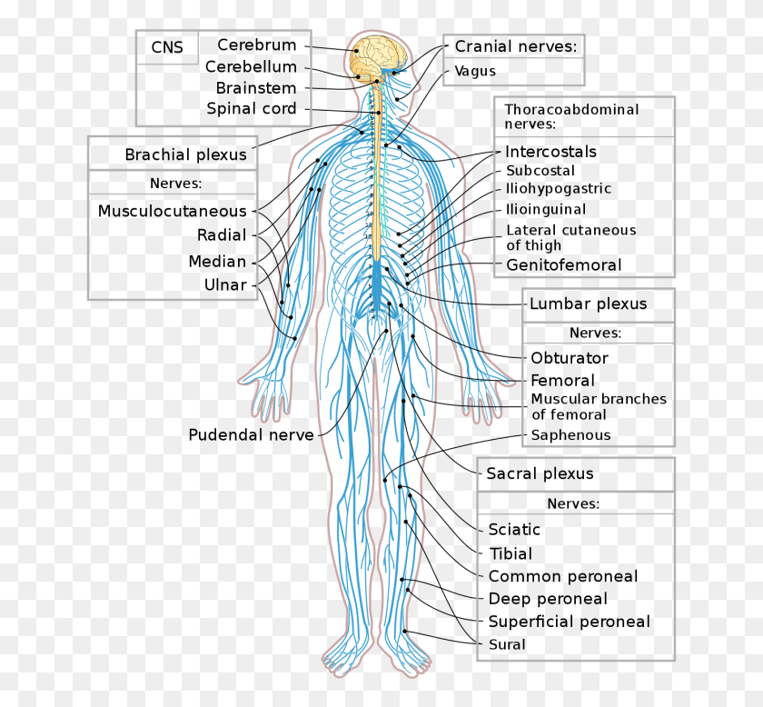 651x718 Descargar Png / Diagrama Del Sistema Nervioso En Nervios Del Sistema Nervioso Periferico, Persona, Humano, Ropa Hd Png