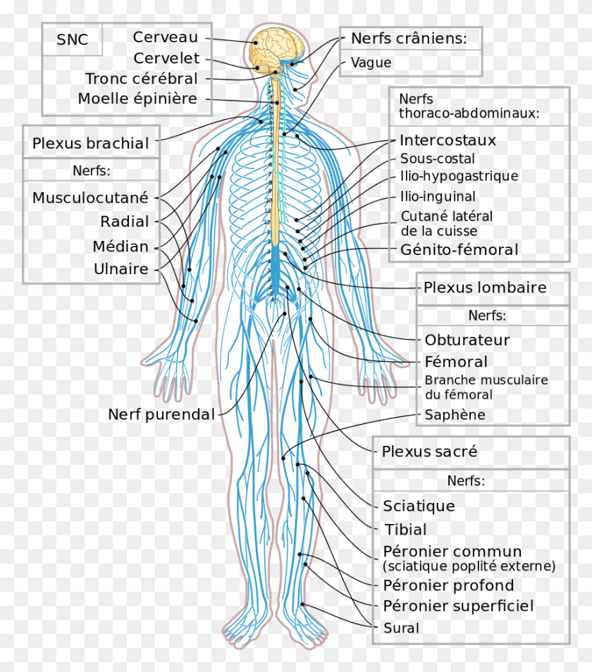 857x983 Diagrama Del Sistema Nervioso Fr Anatomia Del Sistema Nervioso Periferico, Persona, Humano, Esqueleto Hd Png