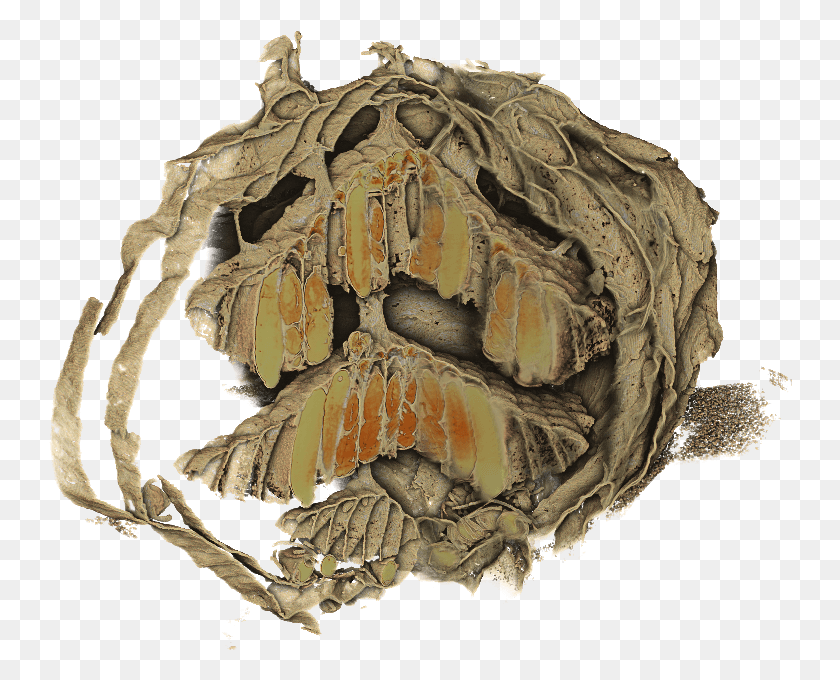 744x620 Nest 01 Conch, Soil, Fossil, Archaeology HD PNG Download