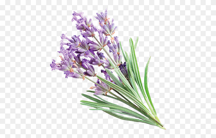 455x475 Net Lavender Transparent, Plant, Flower, Blossom HD PNG Download
