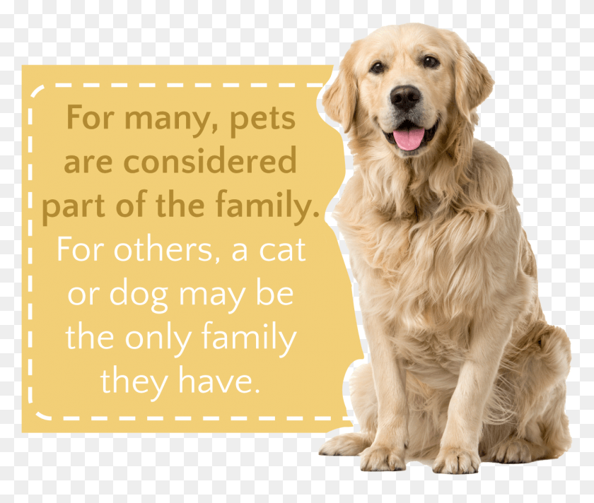 1252x1048 Net Pet Friendly Alcohol Rehab Programs Pets Are Considered High Resolution Dog White Background, Golden Retriever, Canine, Animal HD PNG Download
