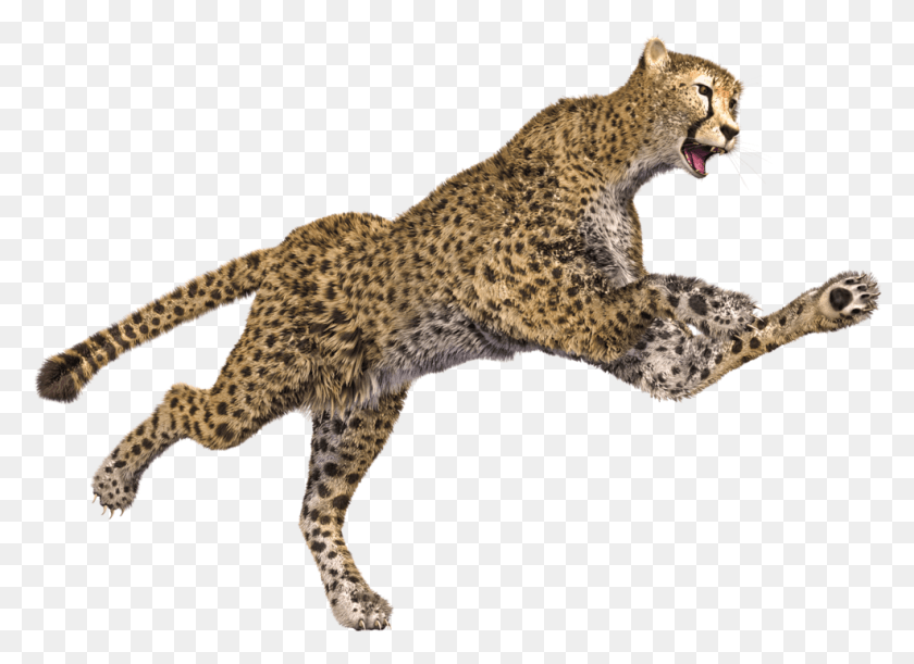986x697 Net To Your Desktop Sj Cheetah, Panther, Wildlife, Mammal HD PNG Download