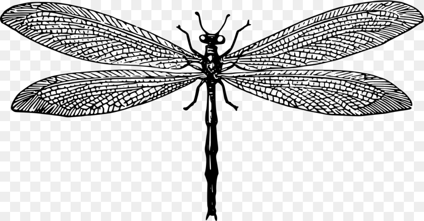 Net Winged Insects Dragonfly Antlion Drawing Computer Net Winged Insects, Gray Sticker PNG