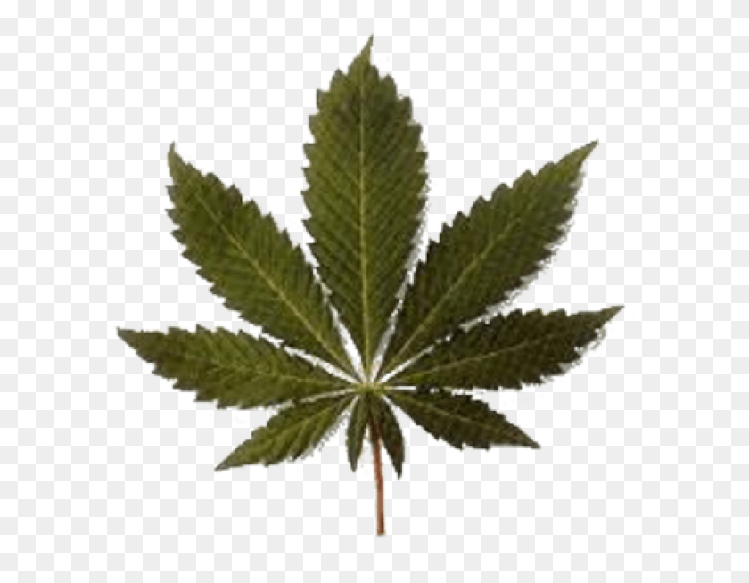 588x594 Nete A La Guarida Cannabis, Plant, Leaf, Weed HD PNG Download