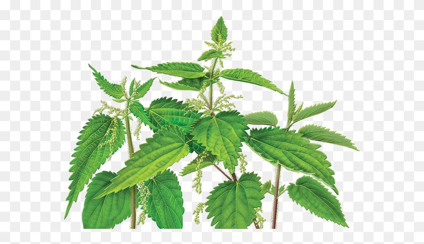 587x424 Nettle, Plant, Leaf, Weed HD PNG Download
