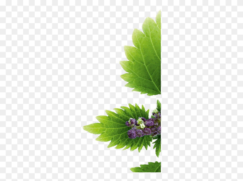 272x567 Nettle Branch Half Colored Images Image African Daisy, Leaf, Plant, Potted Plant HD PNG Download