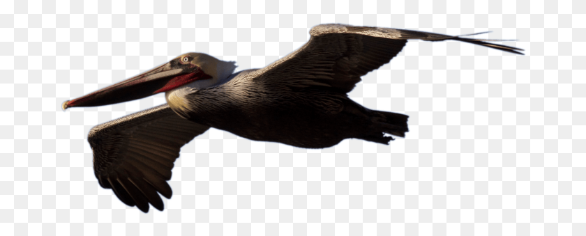 670x279 Нетцефир 376 117 Stock Brown Pelican Flying By Netzephyr Pelican, Птица, Животное, Клюв Png Скачать