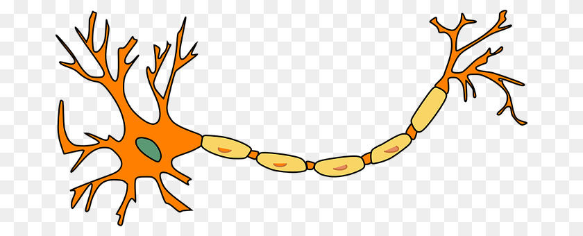 Neuron Accessories, Antler, Jewelry, Necklace PNG