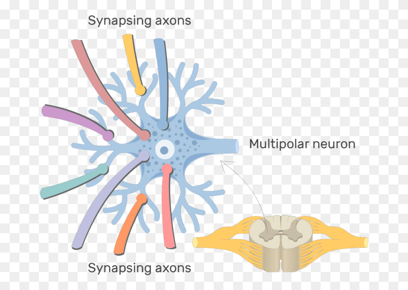677x537 Neuron Clipart Generic Labeled Multipolar Neuron Diagram, Poster, Advertisement HD PNG Download