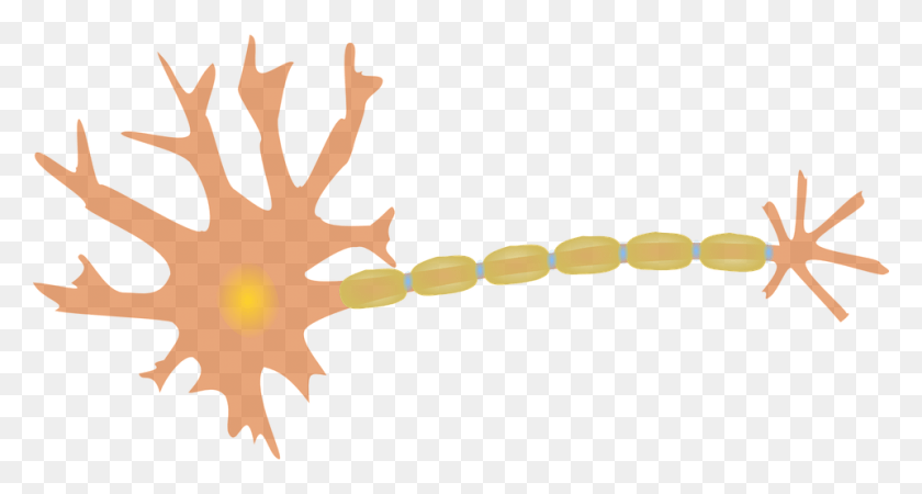 960x480 Neuron Nerve Cell Dendrites Axon Diagram Nerve Cell Clip Art, Leaf, Plant, Tree HD PNG Download