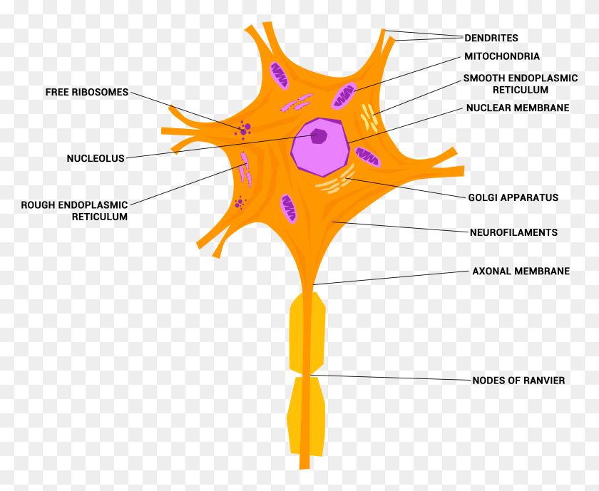 3600x2907 Neuron Or Nerve Cell Labeled Neuron, Leaf, Plant, Symbol HD PNG Download