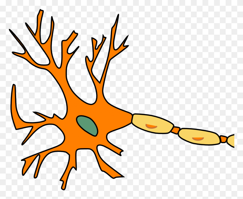 1090x878 Descargar Png / Neuron Pixabay 02052019 Aufbau Einer Nerven Zelle, Fuego, Llama, Hoja Hd Png