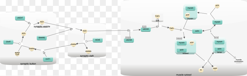 Neuronal Muscle Signaling Diagram, Network, Uml Diagram PNG