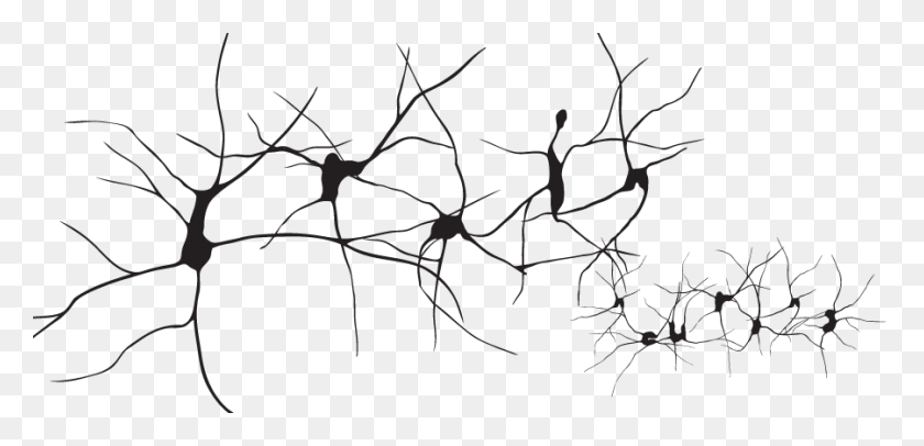 900x400 Neurons Drawing Neurons, Plant, Stencil, Tree HD PNG Download