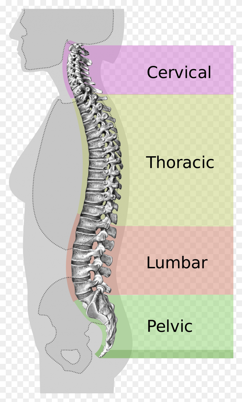 1161x1984 Neutral Spine, Jaw, Skeleton, Mouth HD PNG Download