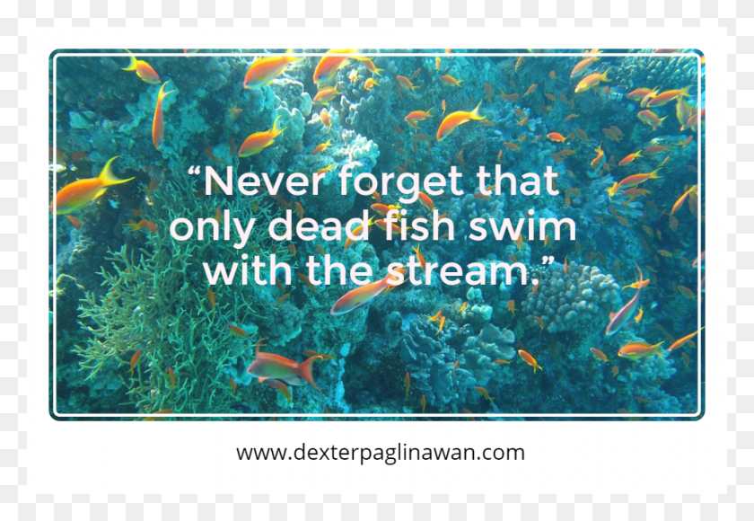960x640 Never Forget That Only Dead Fish Swim With The Stream Would You Do If, Water, Fish, Animal HD PNG Download