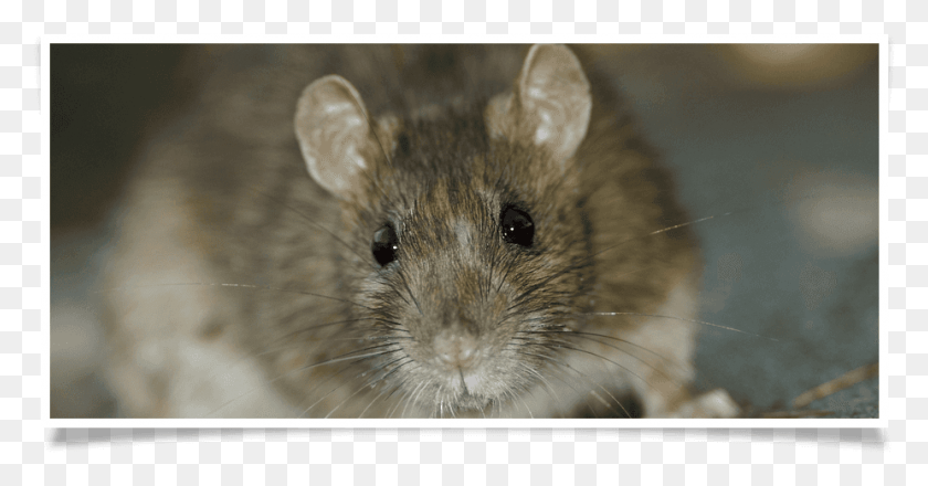 926x452 Never Pleasant To Have Rats Around Your Home Gross Rat, Rodent, Mammal, Animal HD PNG Download