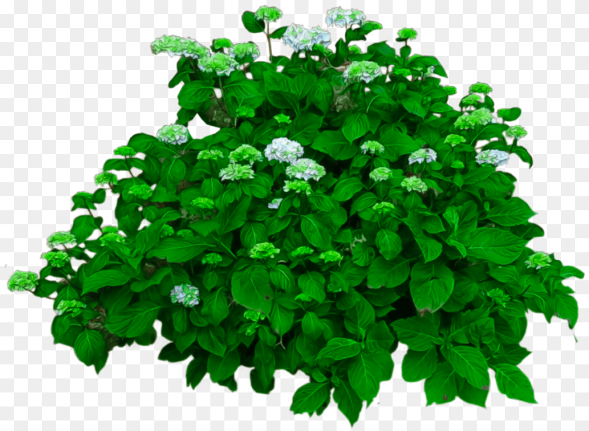 985x721 New All 2018 Bushes With Flowers, Green, Herbal, Herbs, Leaf Sticker PNG